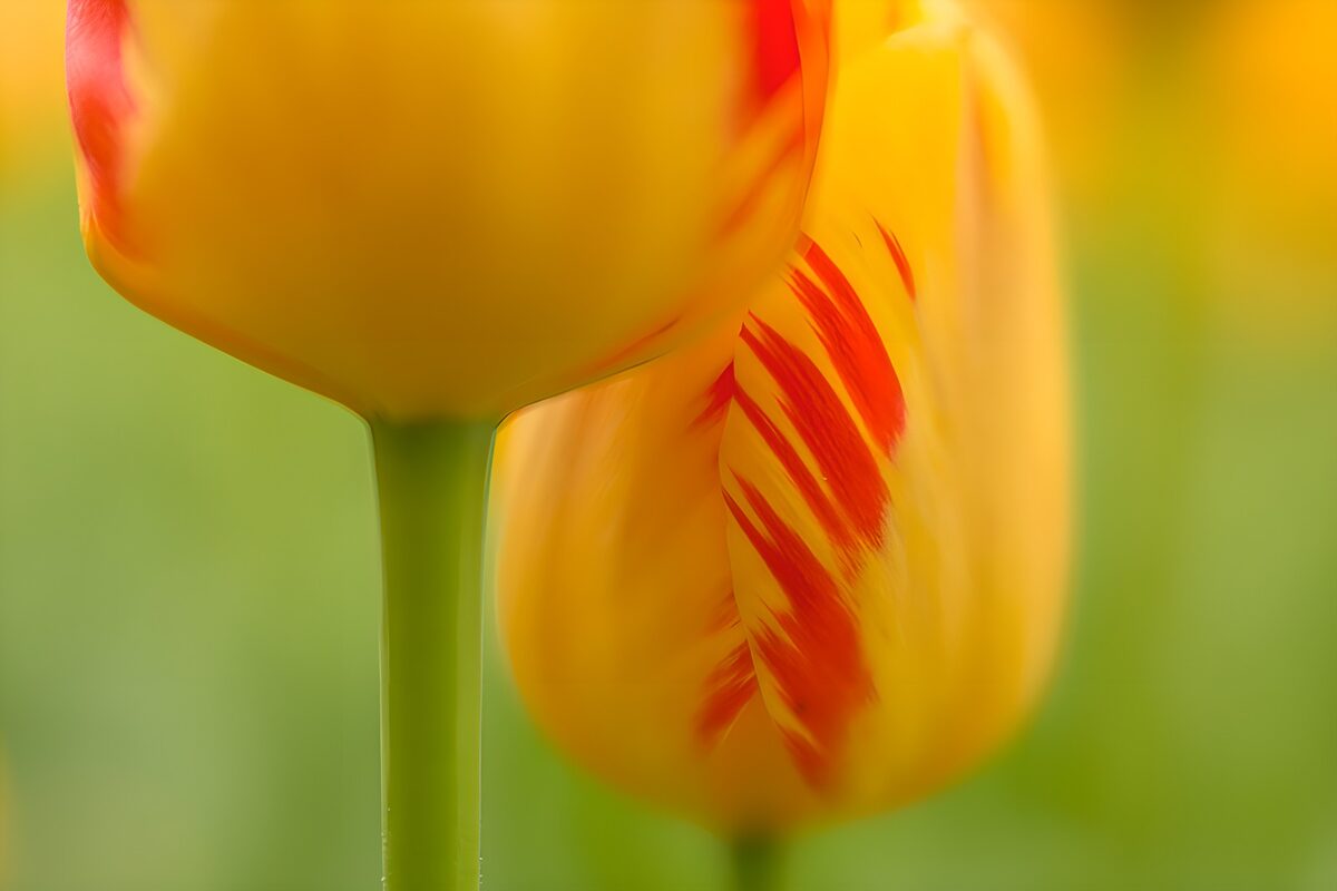 Yellow and red tulips in soft focus
