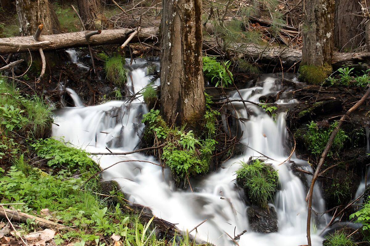 Woodland cascades among mossy banks