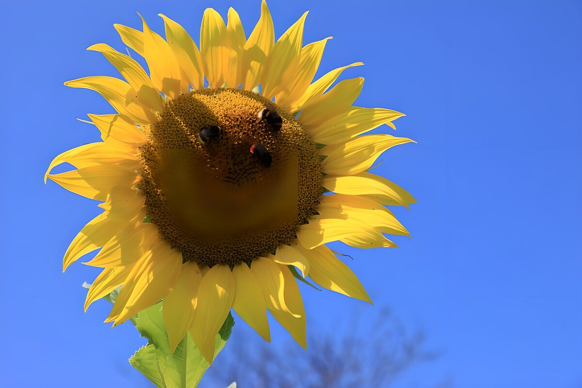 Sunflower and bees in bright sunshine