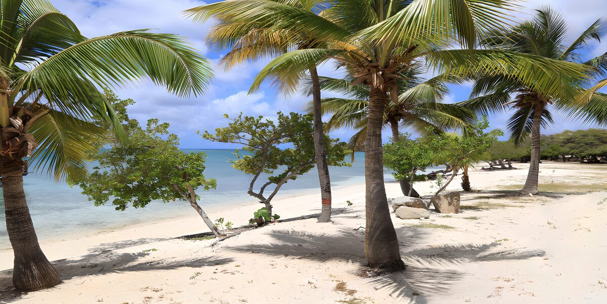 Palms with their feet in the sand