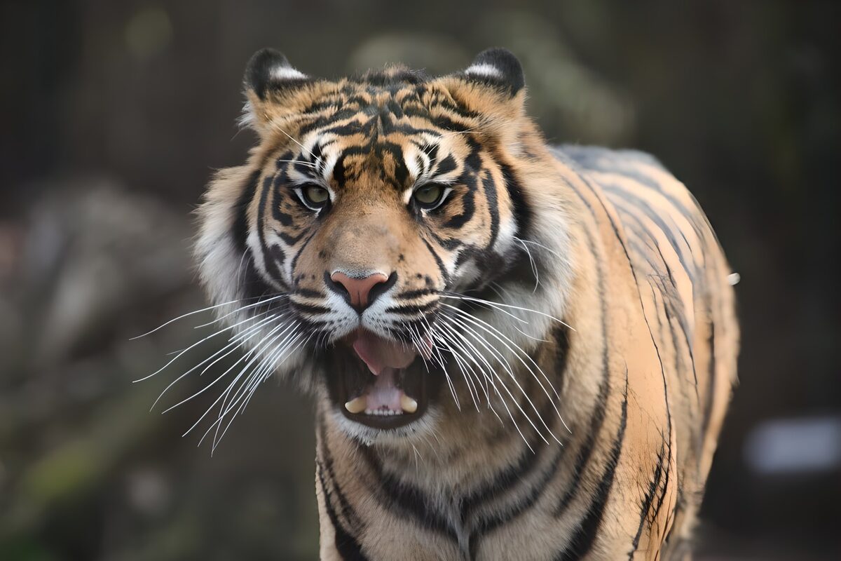 Tiger close-up with a watchful gaze
