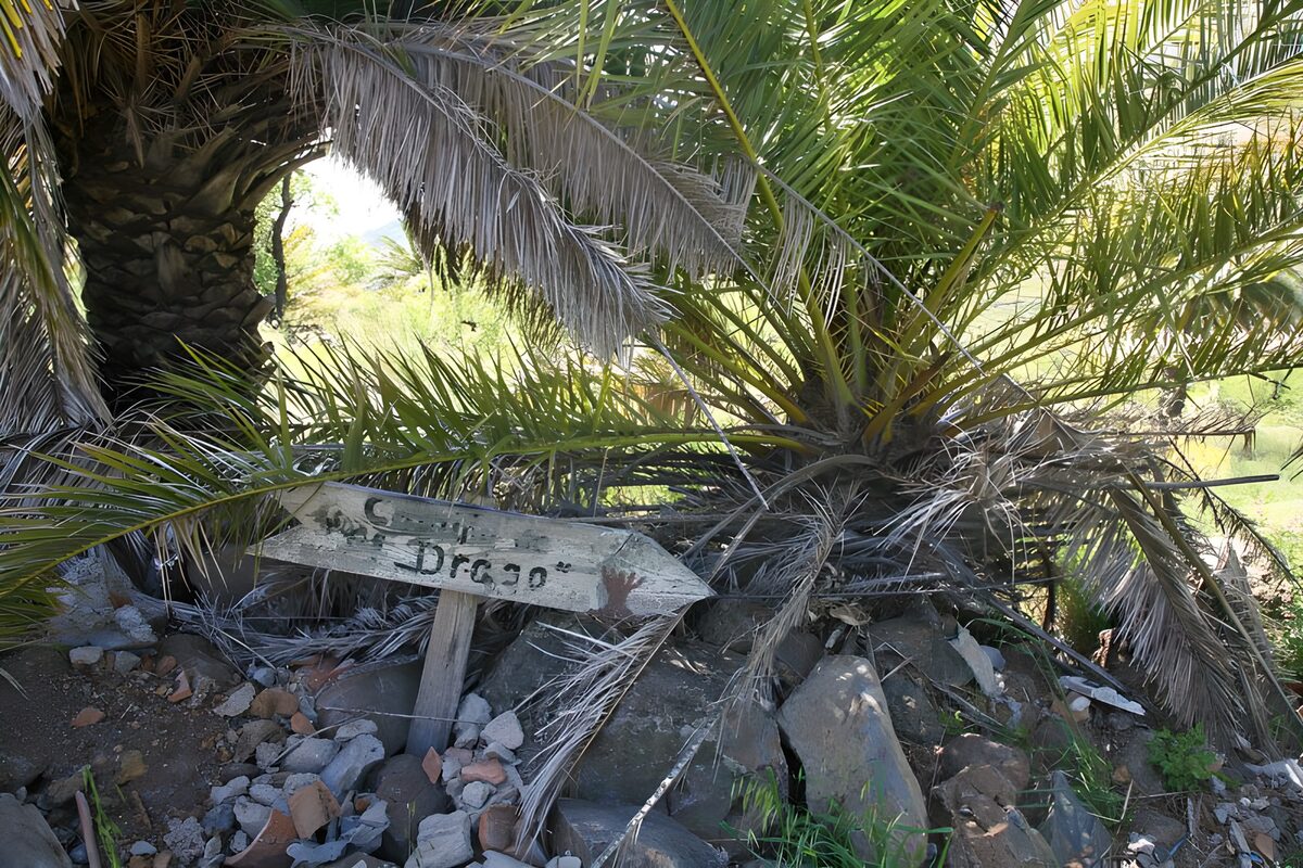 Weathered wooden sign among palms