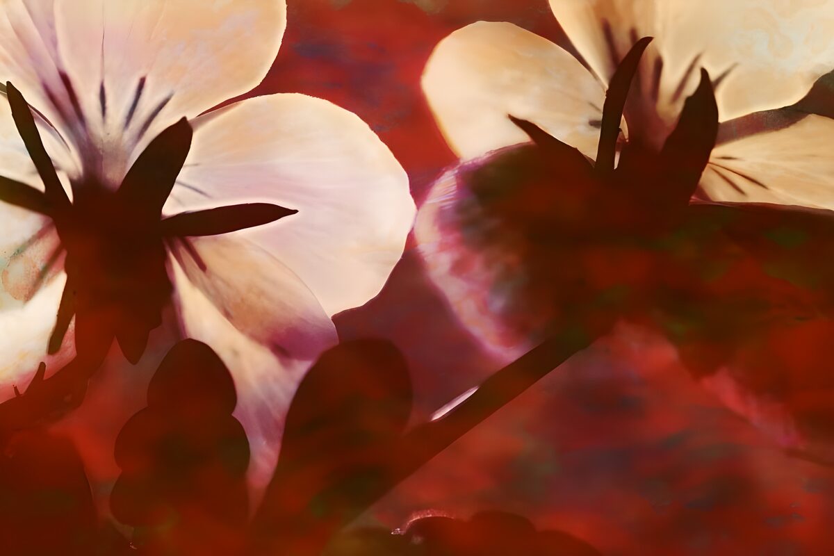 Backlit white flowers against deep red