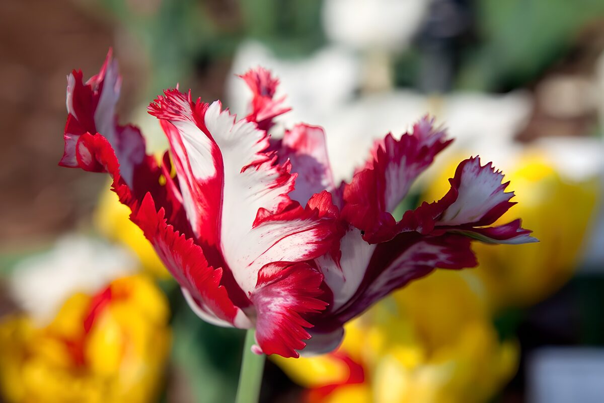 Red and white tulip in the sunshine