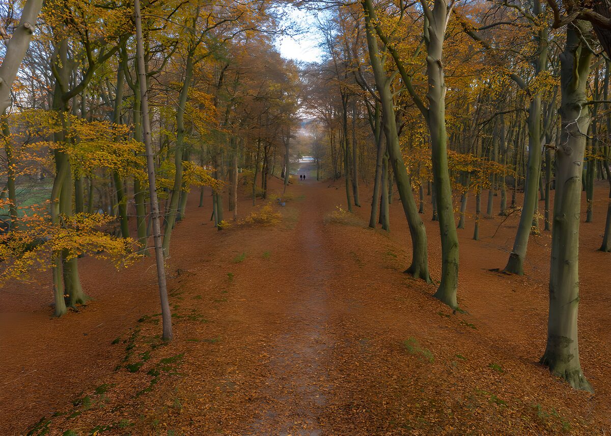 Autumn woodland path in soft light