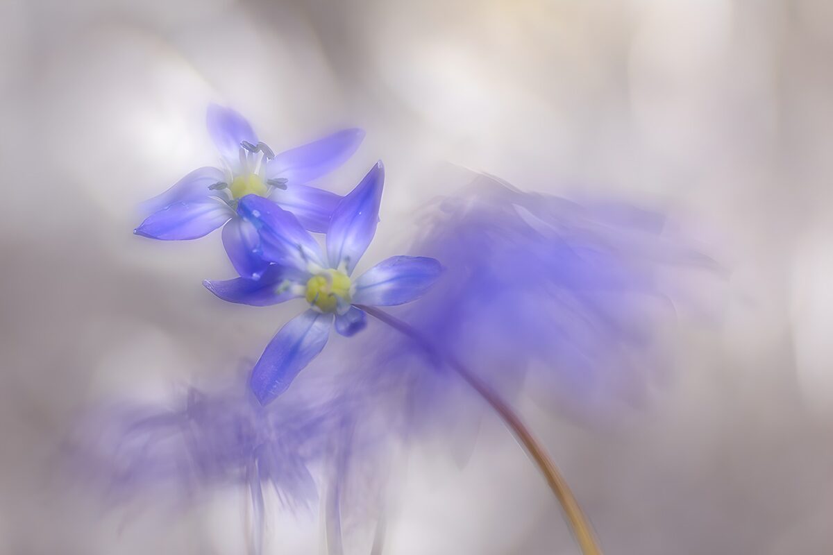Blue-violet flowers in soft focus