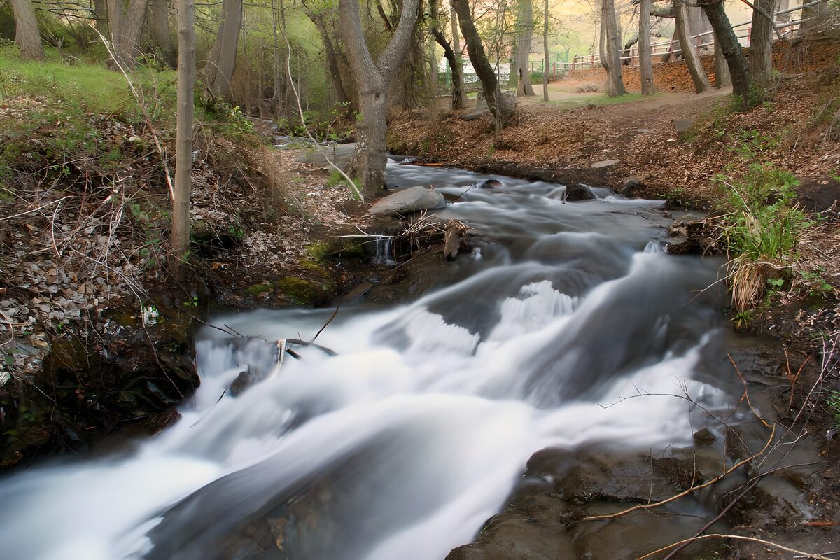 Woodland stream in soft daylight