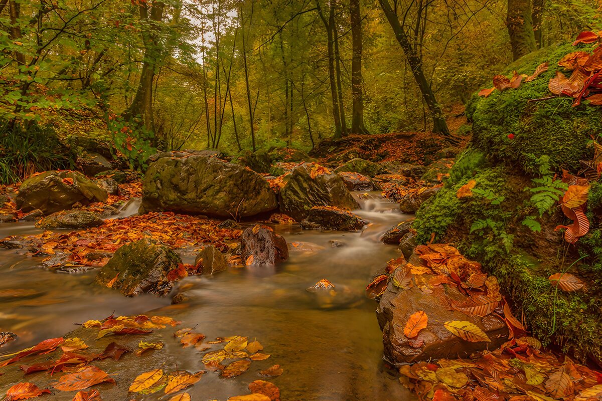 Autumn stream in a sheltered woodland