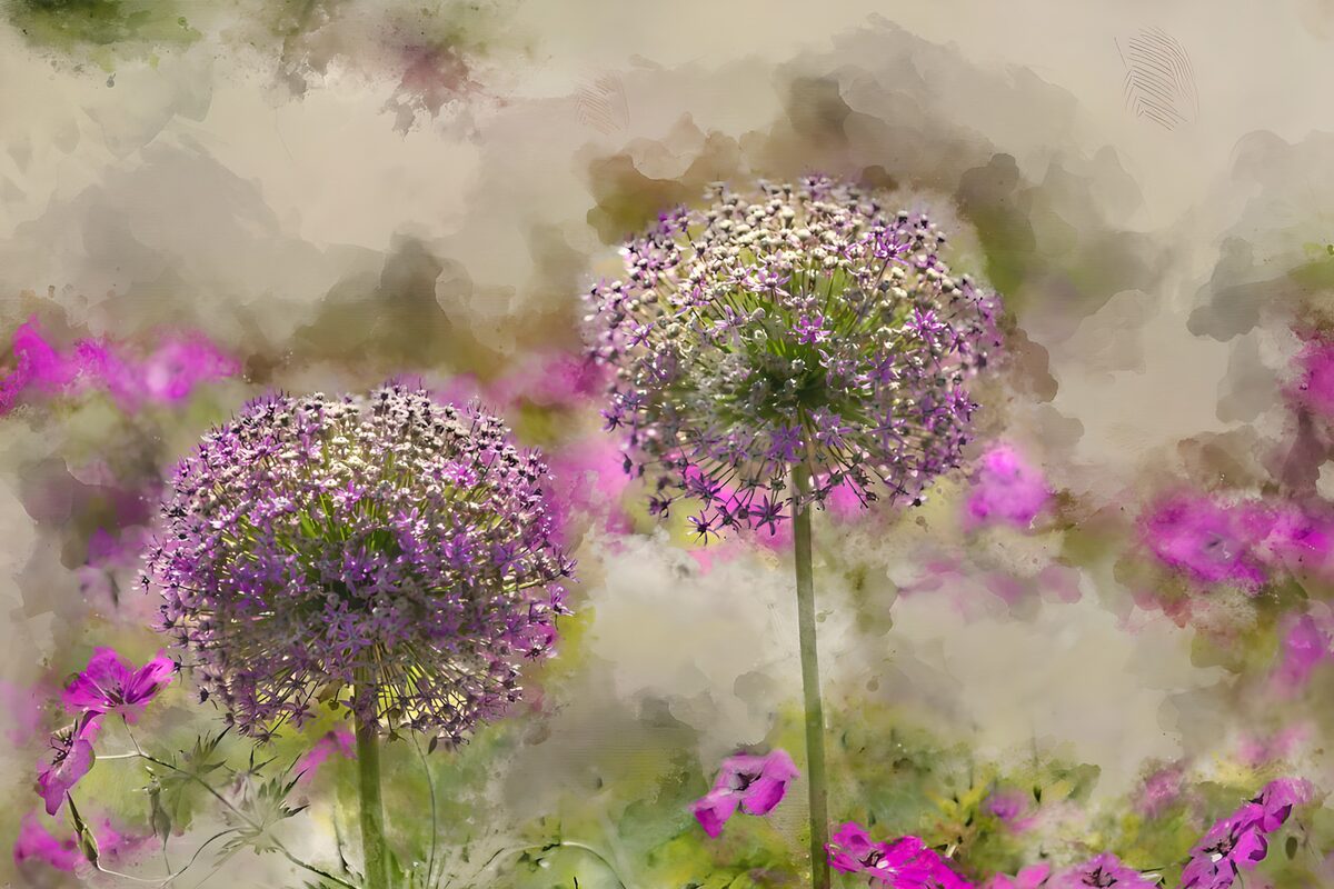 Purple alliums and a haze of pink