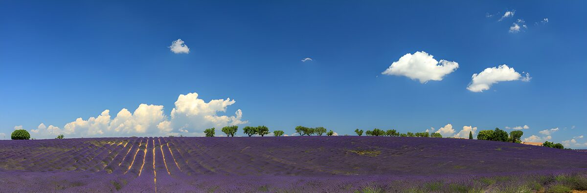 Where lavender meets the wide blue sky