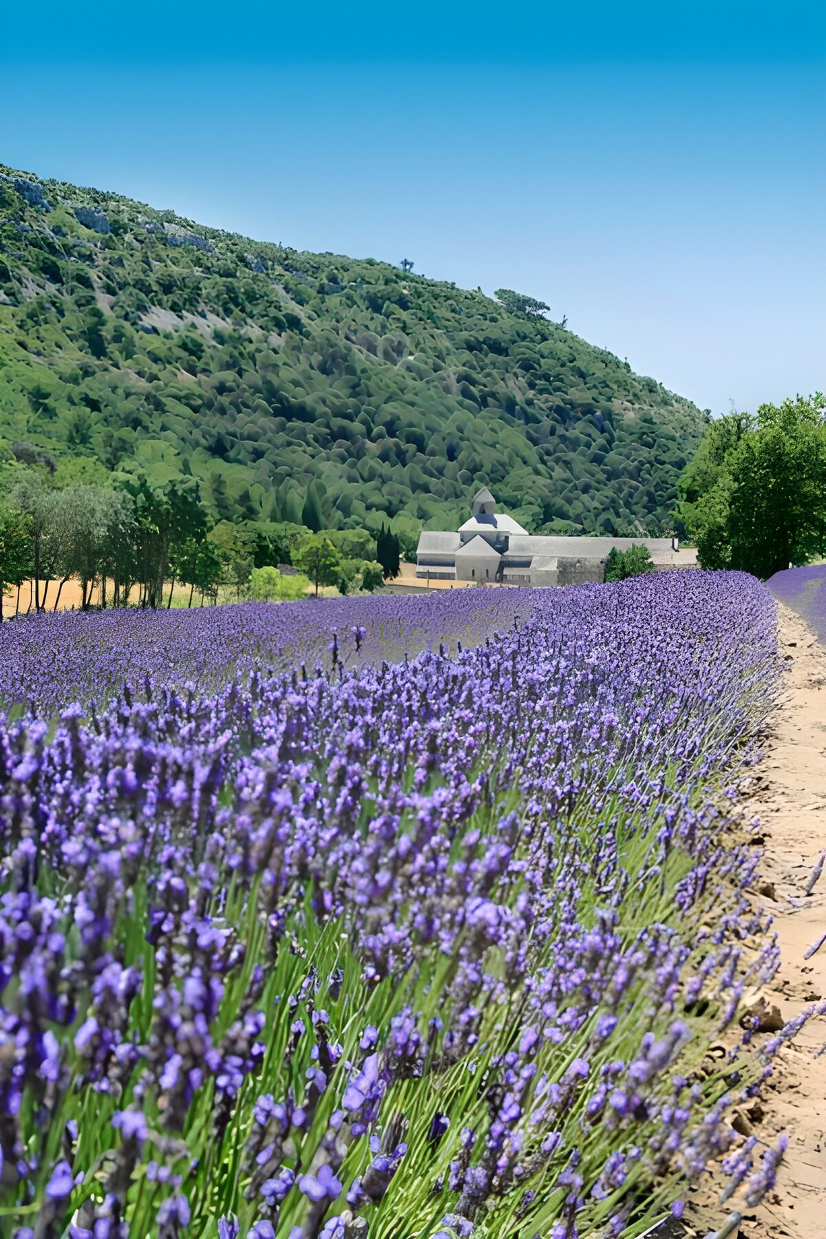 Sunlit lavender beneath a green hillside
