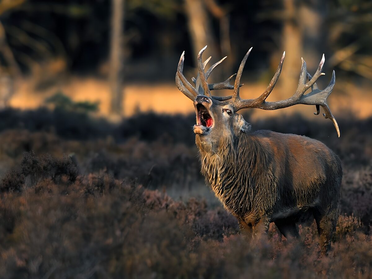 Roaring red deer in golden light