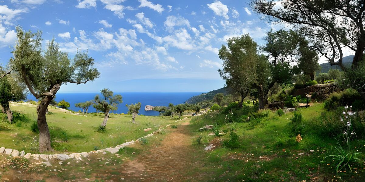 A sunny path through coastal olive trees