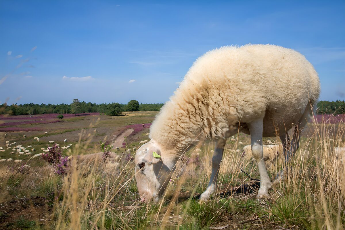 Sheep grazing in sunlit heathland