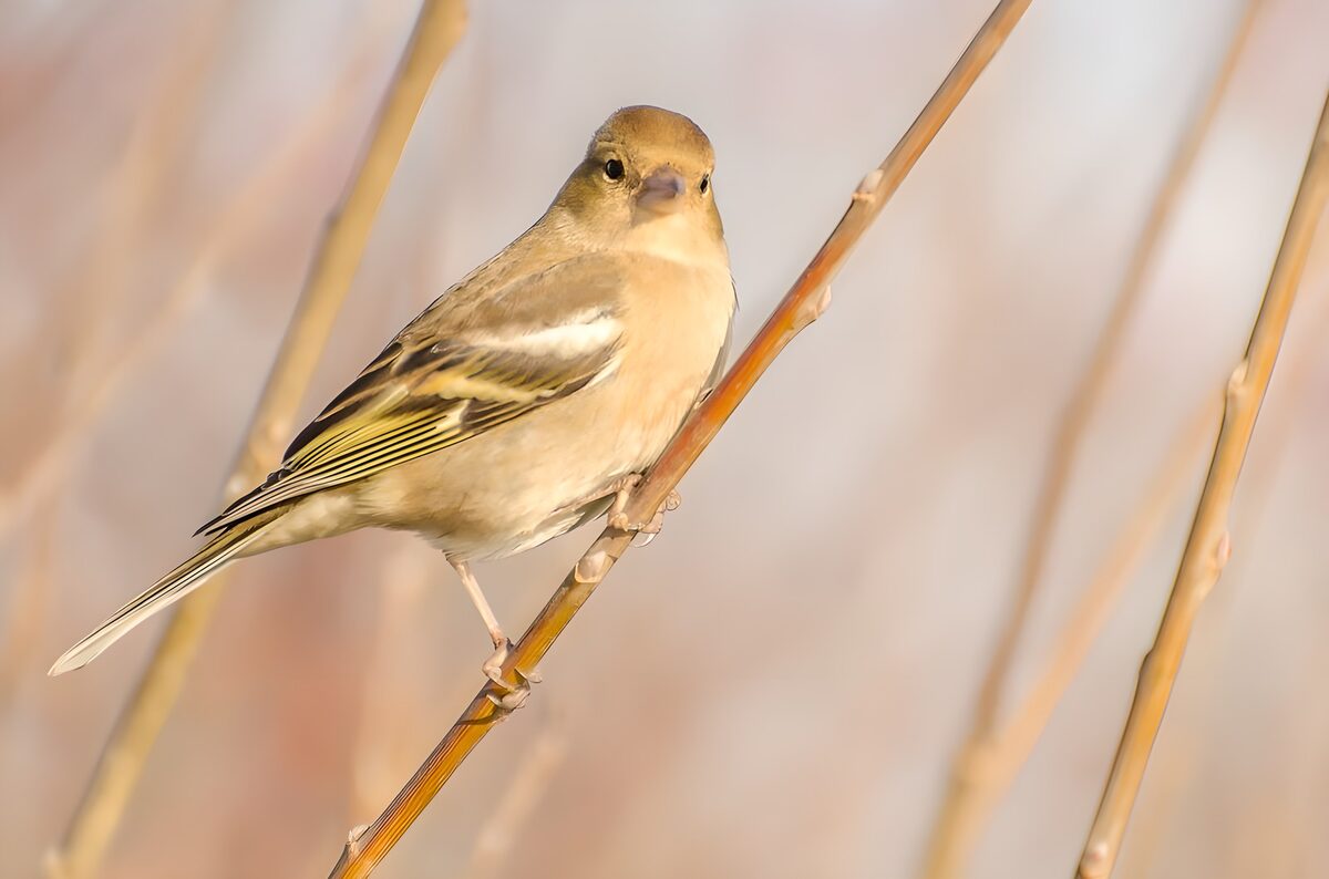 Small bird on a stem in warm light