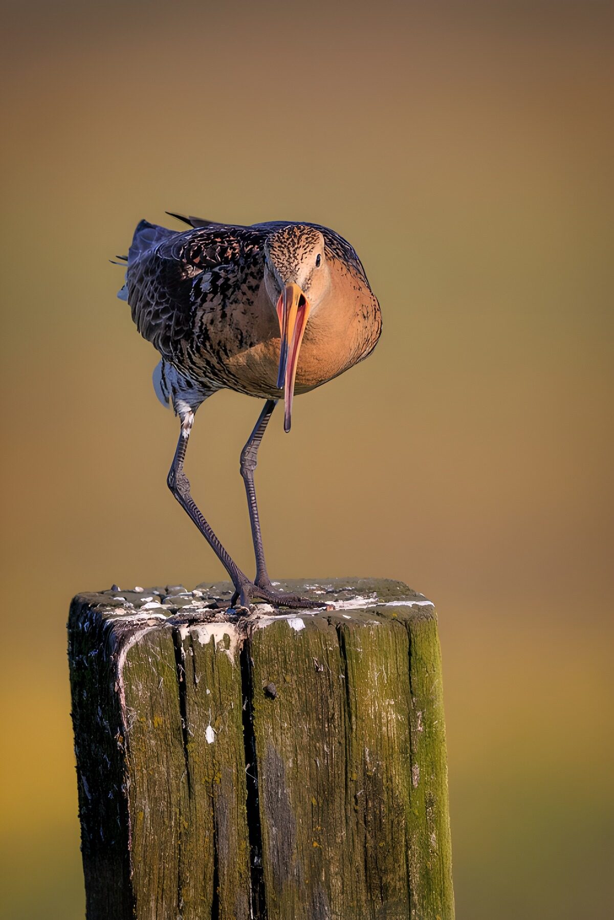 Wading bird on a warmly lit wooden post