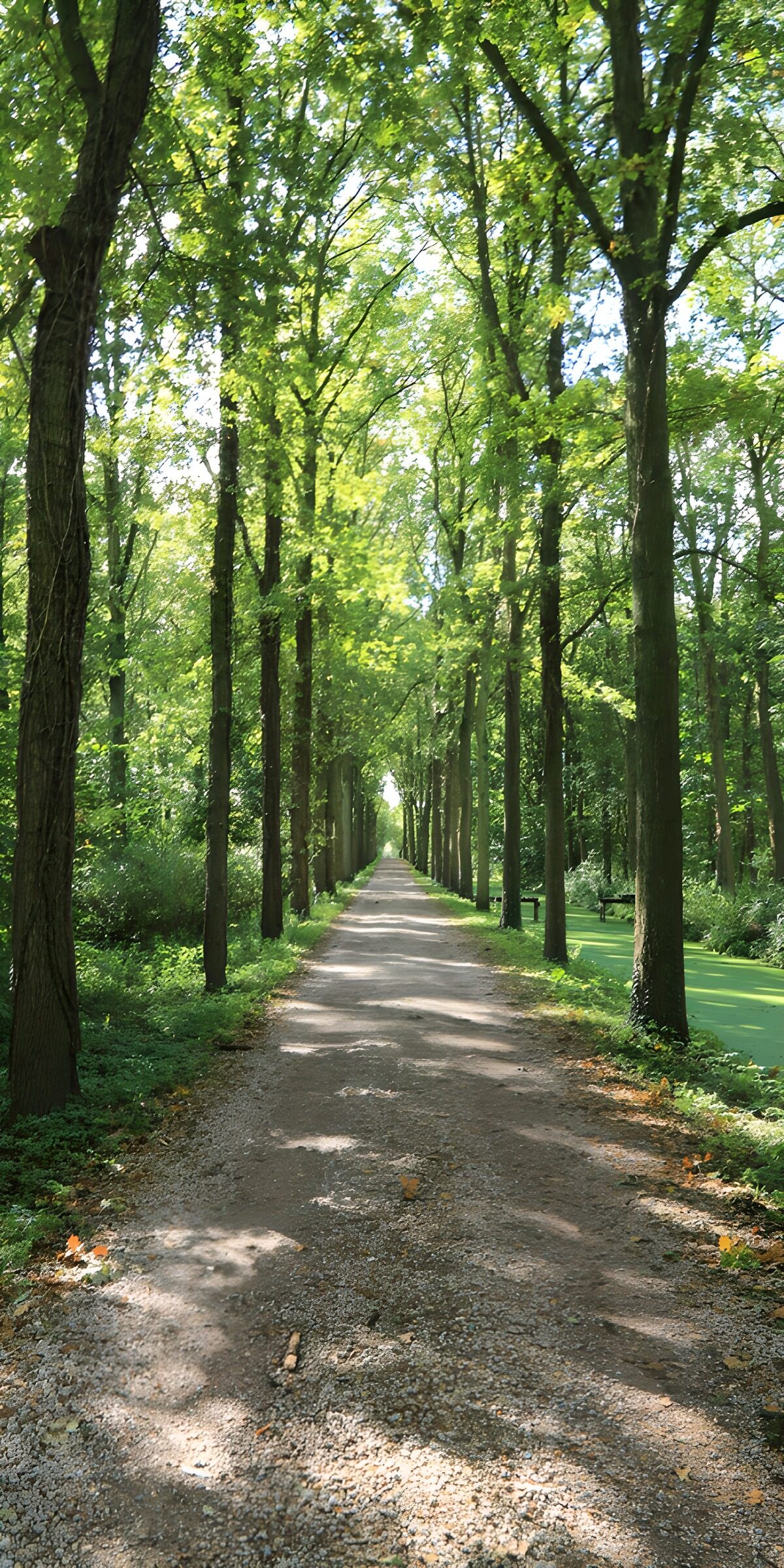Sunlit gravel path beneath leafy trees