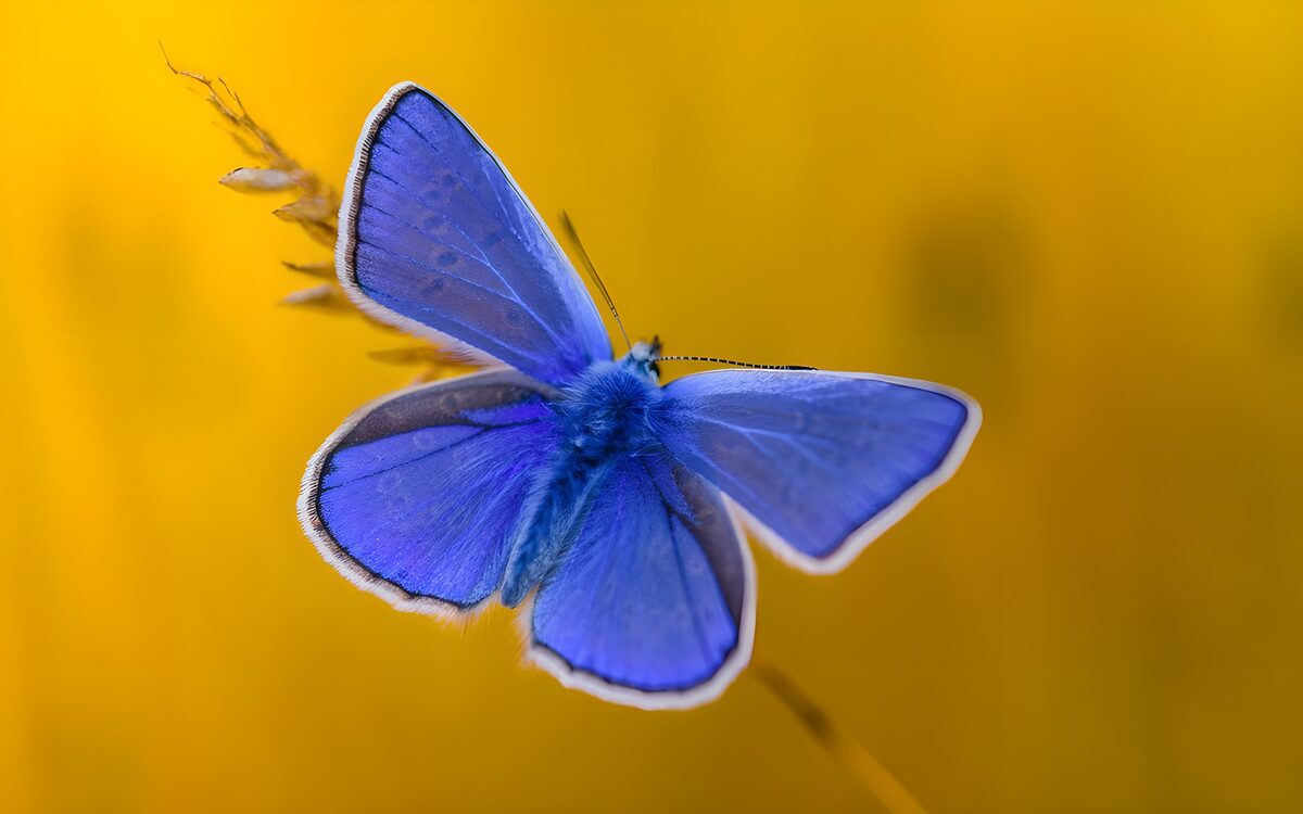Blue butterfly against a golden blur