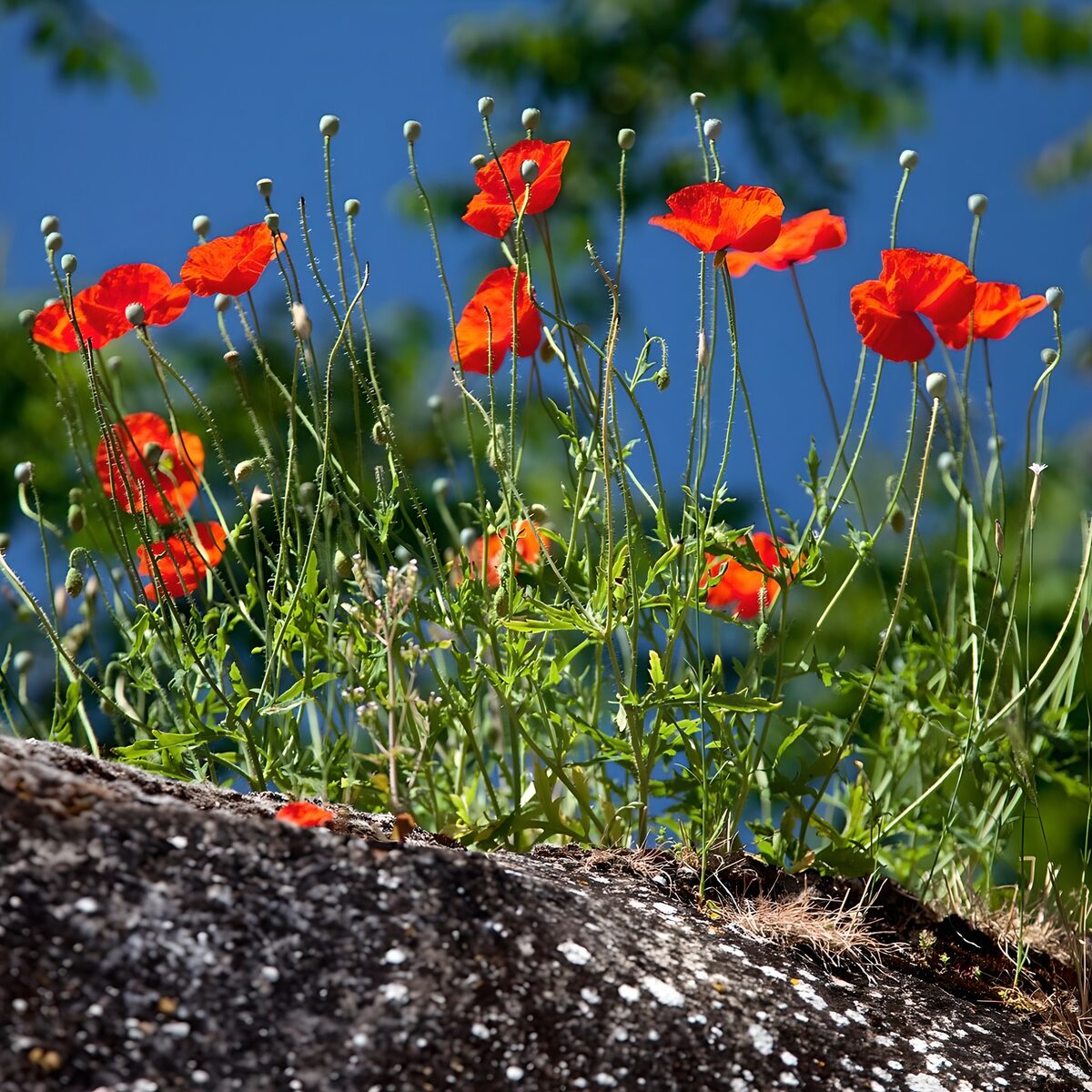 Red poppies beneath a summer sky