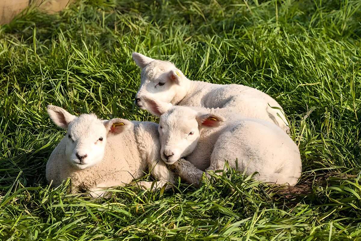 Three lambs resting in sunlit grass