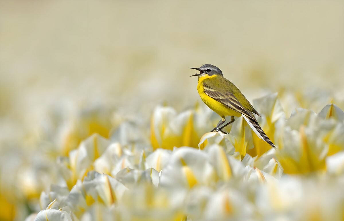 Yellow wagtail among spring tulips