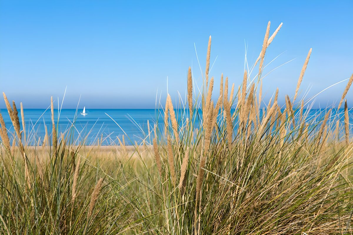 Dune grass above a calm blue sea