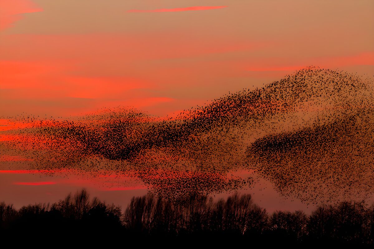 Flocks of birds against an orange-red sky