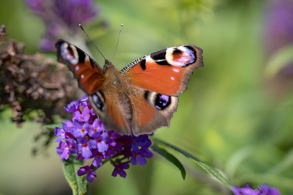 A peacock butterfly in a haze of purple