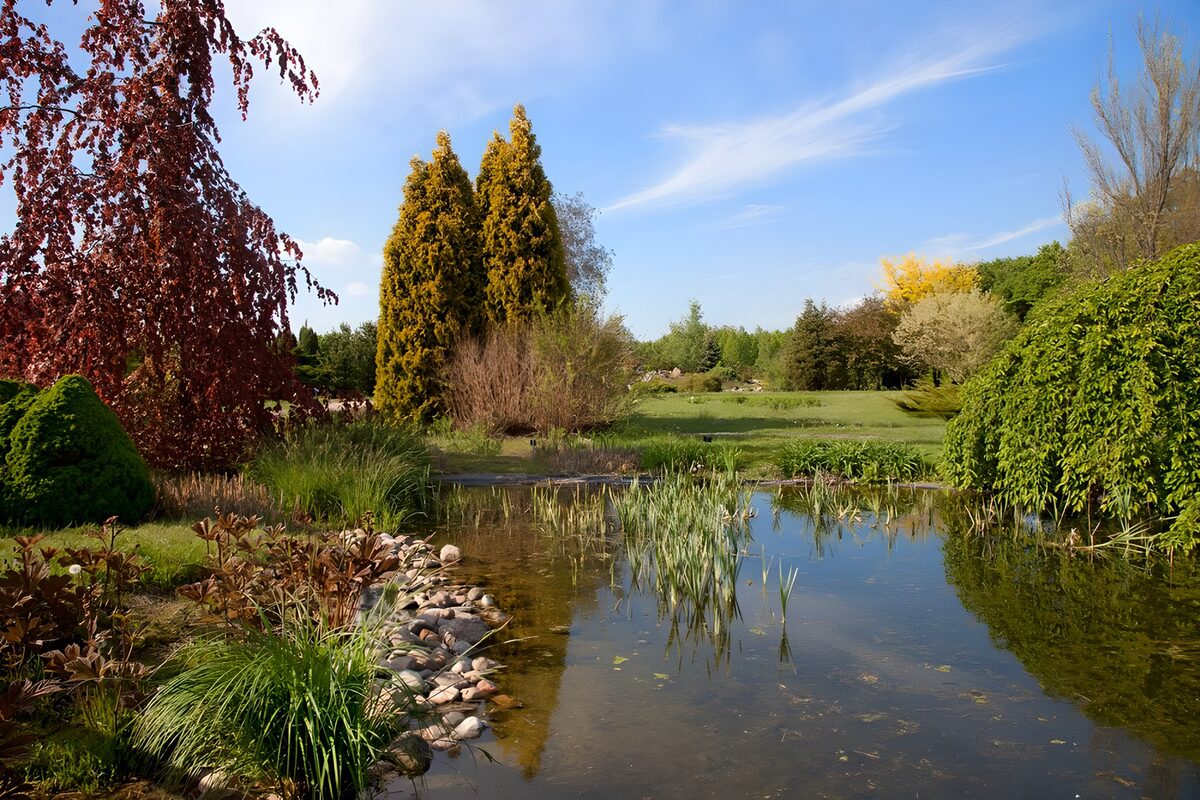 Garden pond in the shade of trees