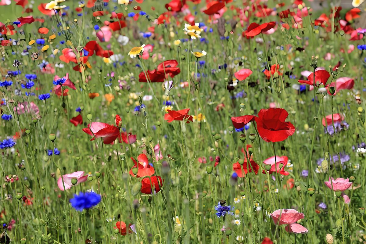 A meadow woven in red and blue