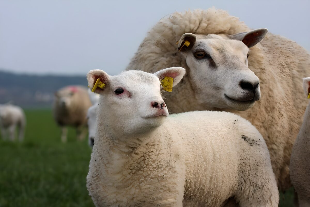 Lamb and sheep in a quiet pasture