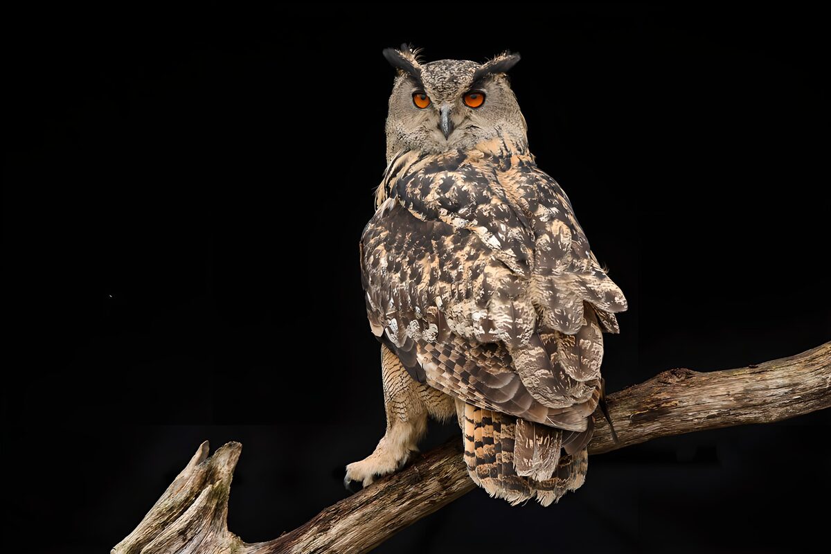 Watchful eagle owl on a weathered branch