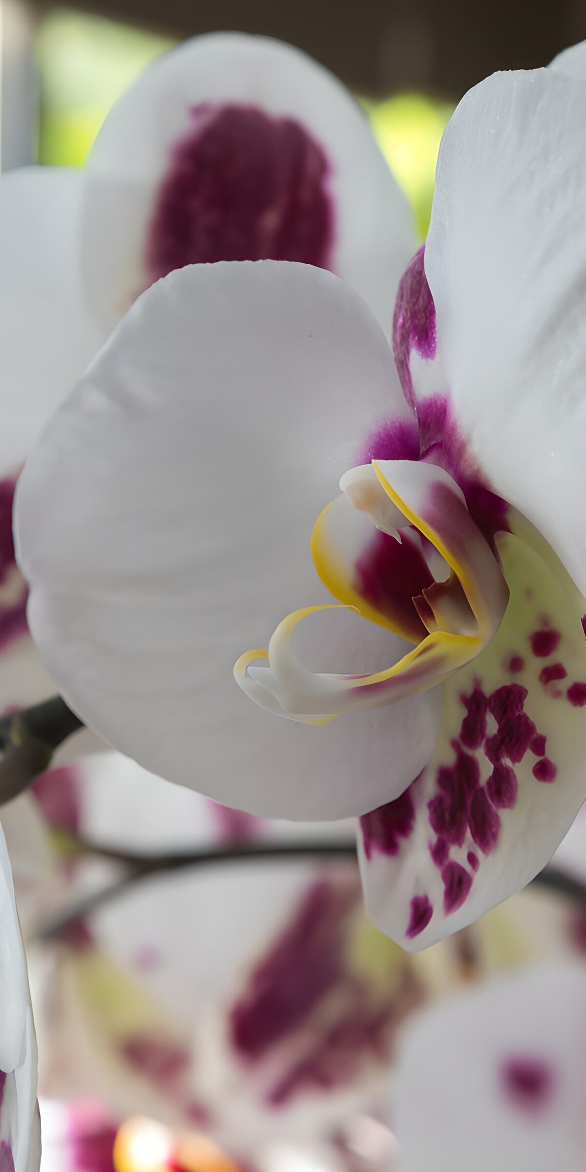 White orchid in soft close-up