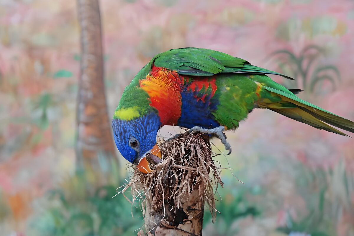 Rainbow lorikeet on a splintered perch