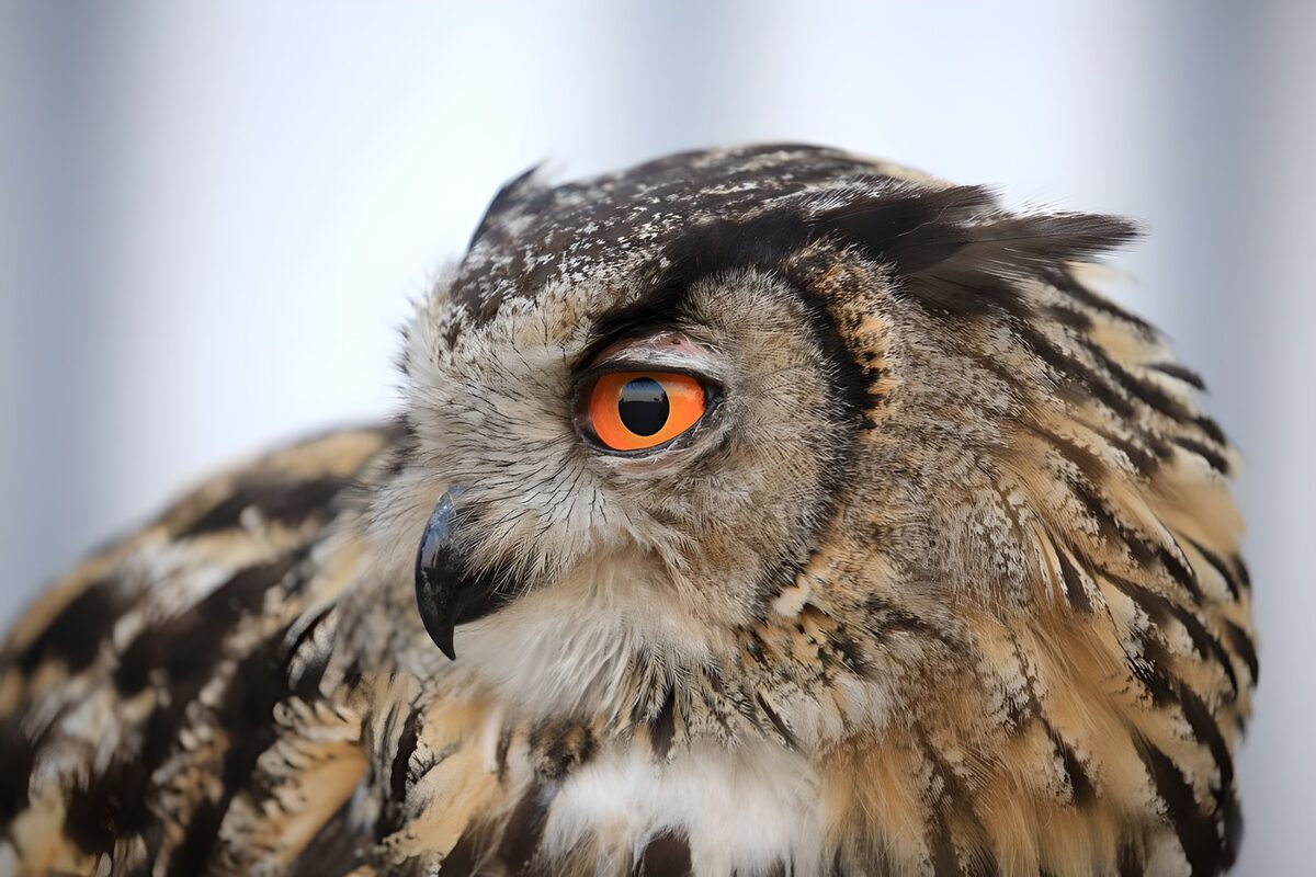 An owl wrapped in feathered silence