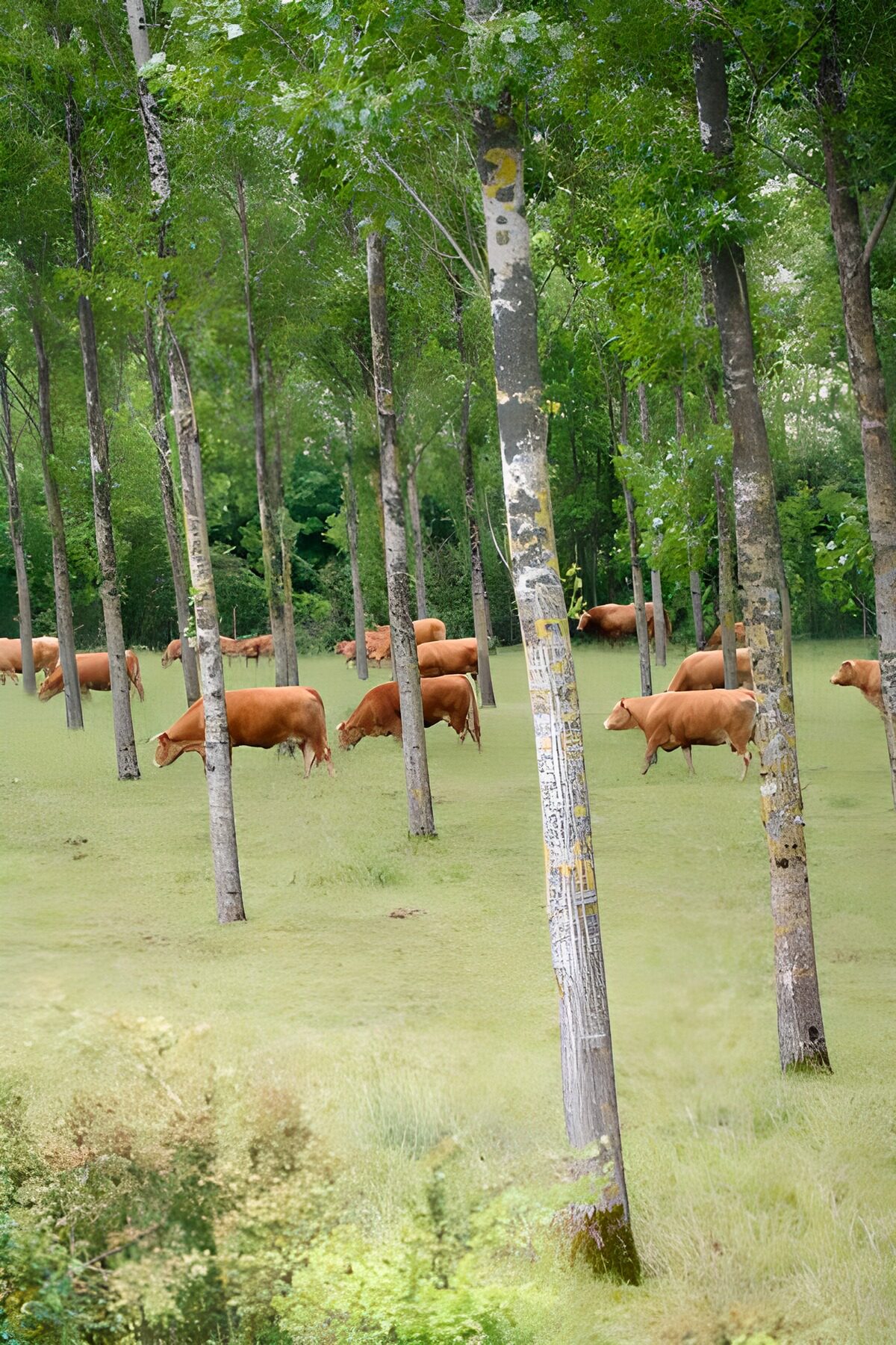 Brown cattle grazing in quiet woodland