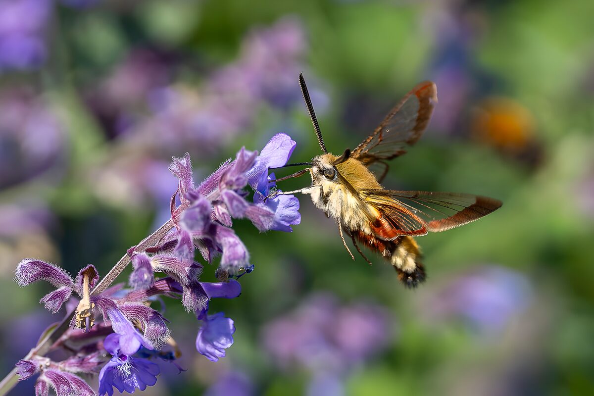 Golden-brown moth at sunlit purple flowers