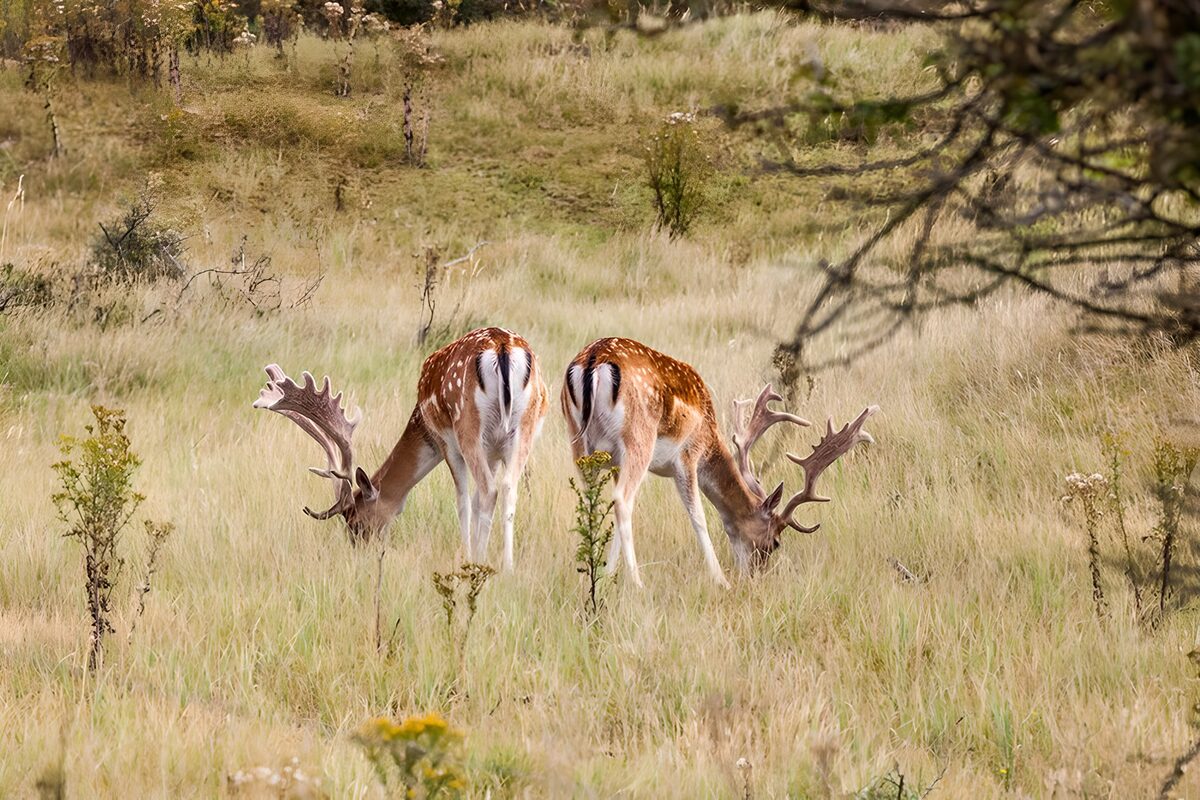 Two fallow bucks grazing in warm light