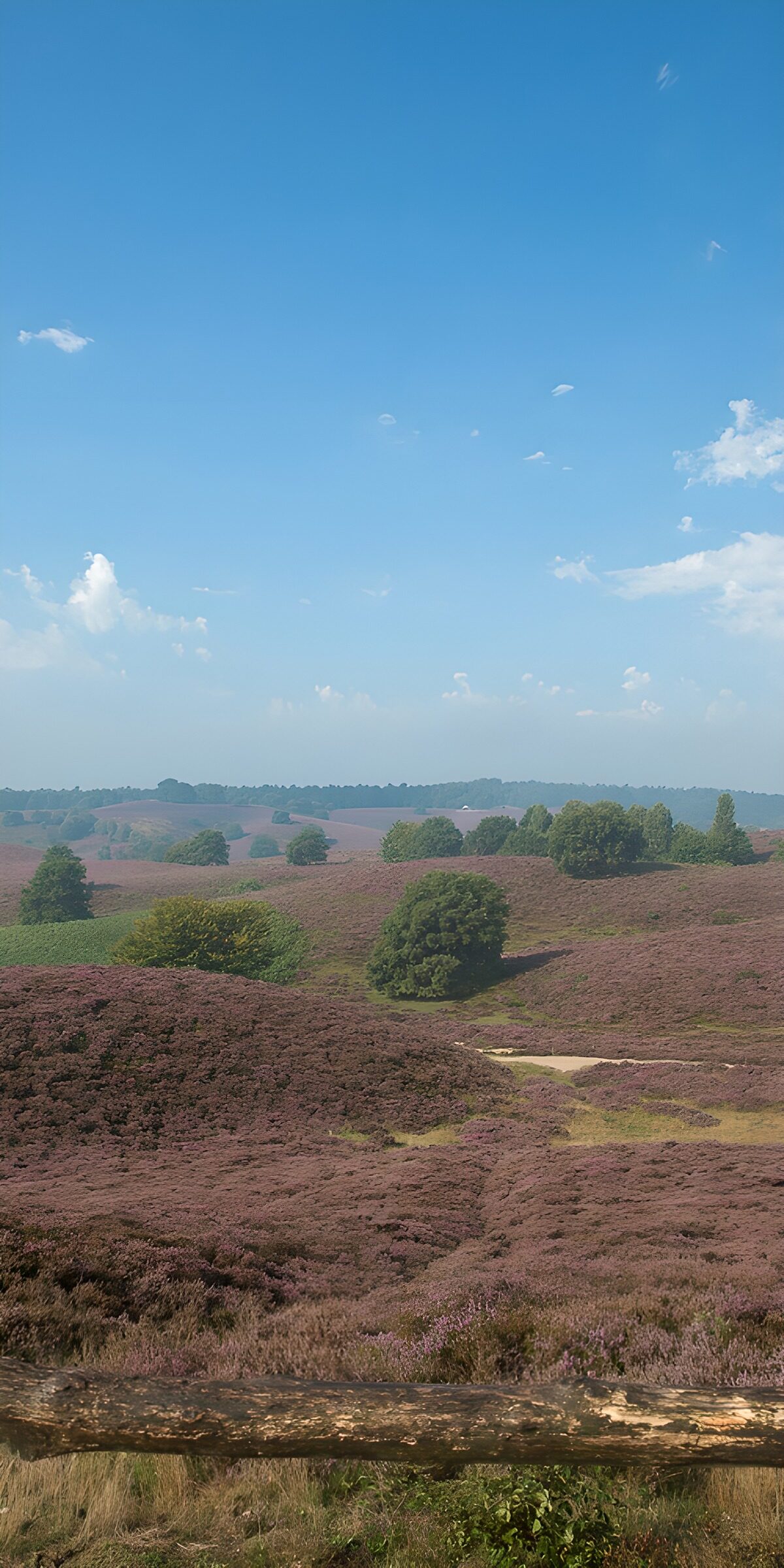 Purple heather hills beneath blue skies