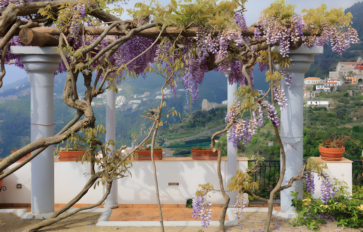 Wisteria terrace with a valley view