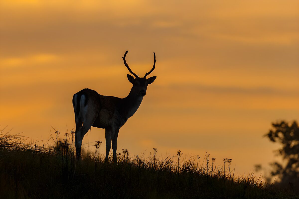 Stag on a grassy ridge at sunset
