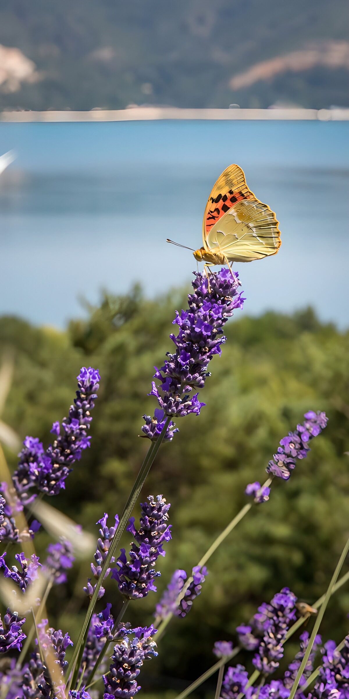 Butterfly on sunlit lavender