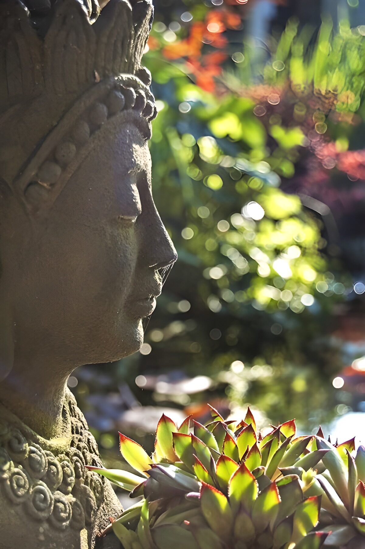 Buddha in profile with sunlit succulents