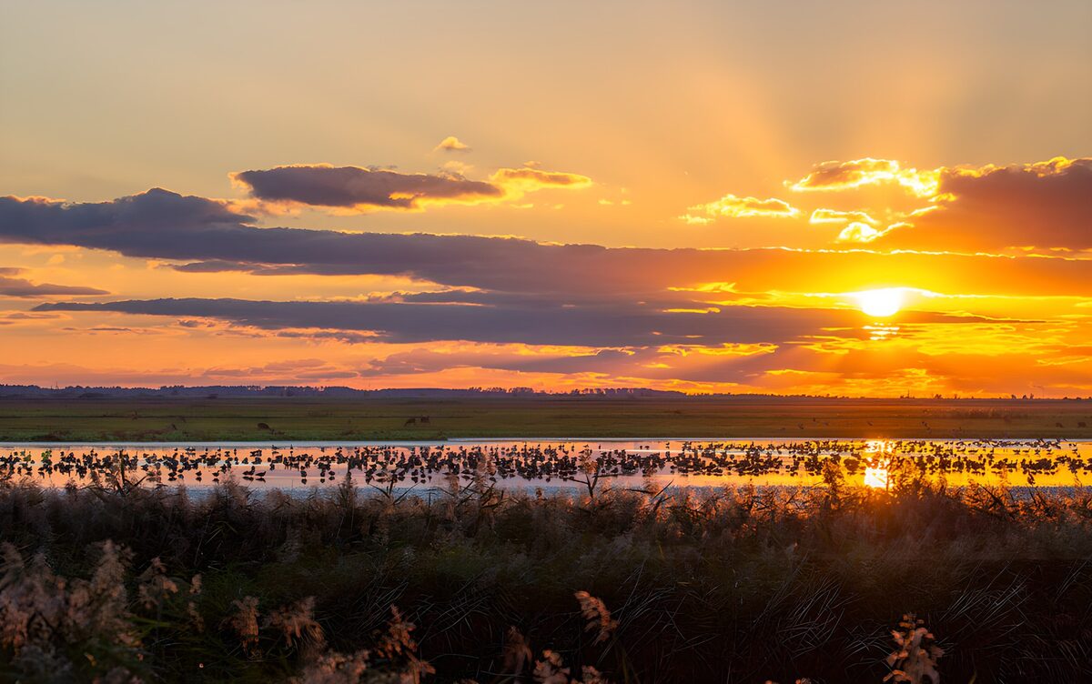 Waterbirds on warm sunset waters