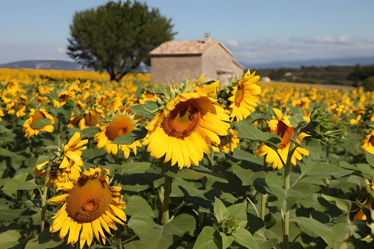A sea of gold around the farmhouse