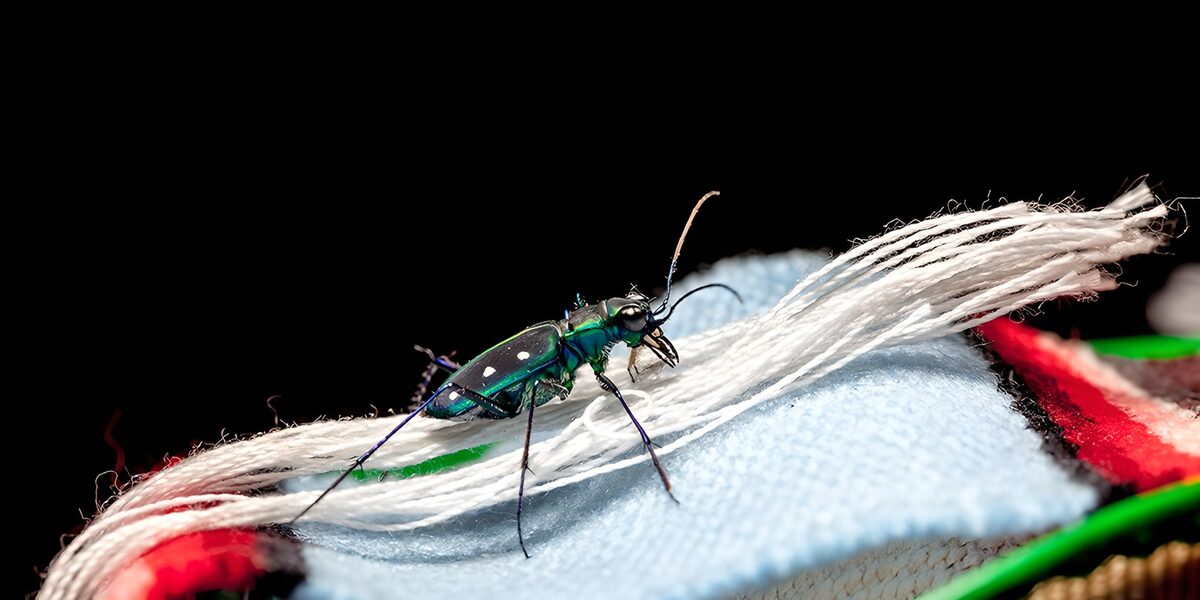 Metallic beetle in a tangle of threads