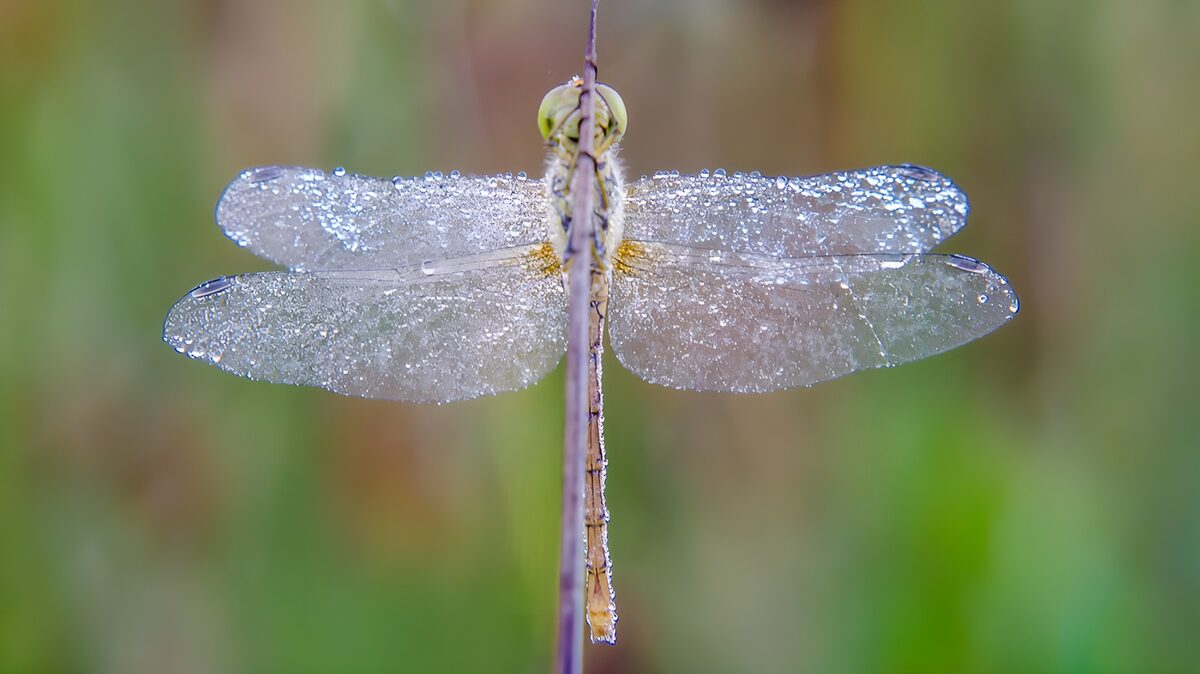 Dragonfly with dew-speckled wings