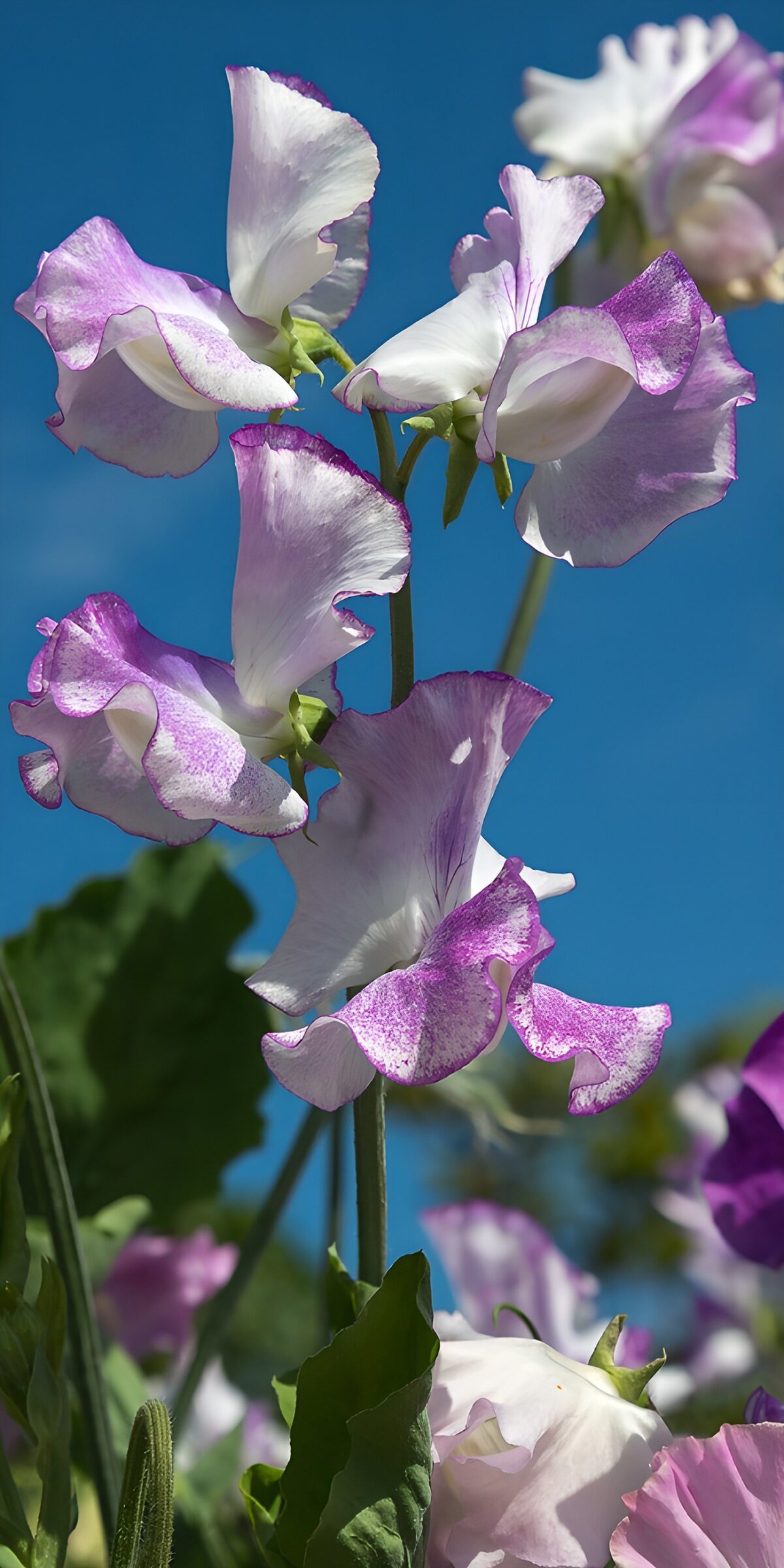 White and purple sweet peas in the sun