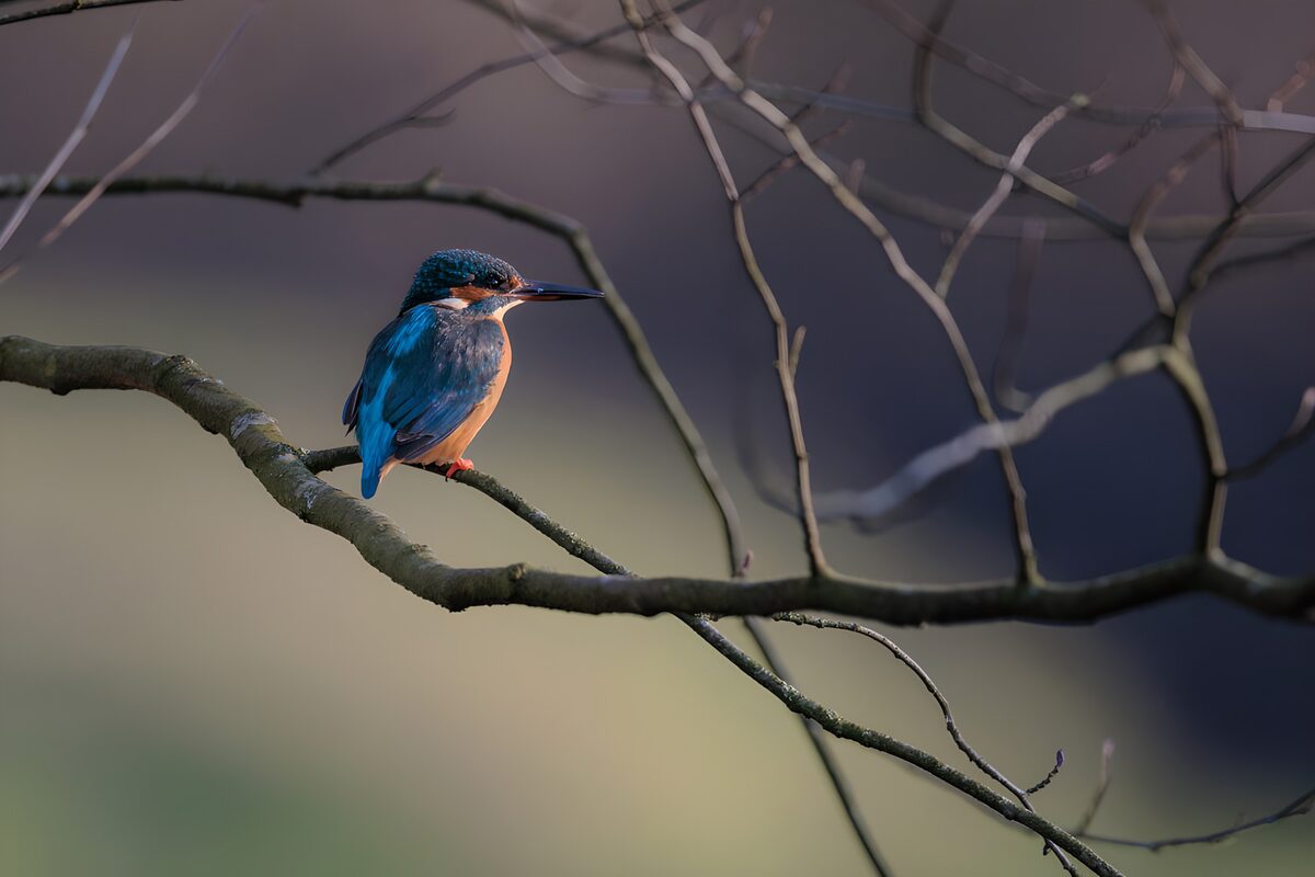 Kingfisher on a quiet branch