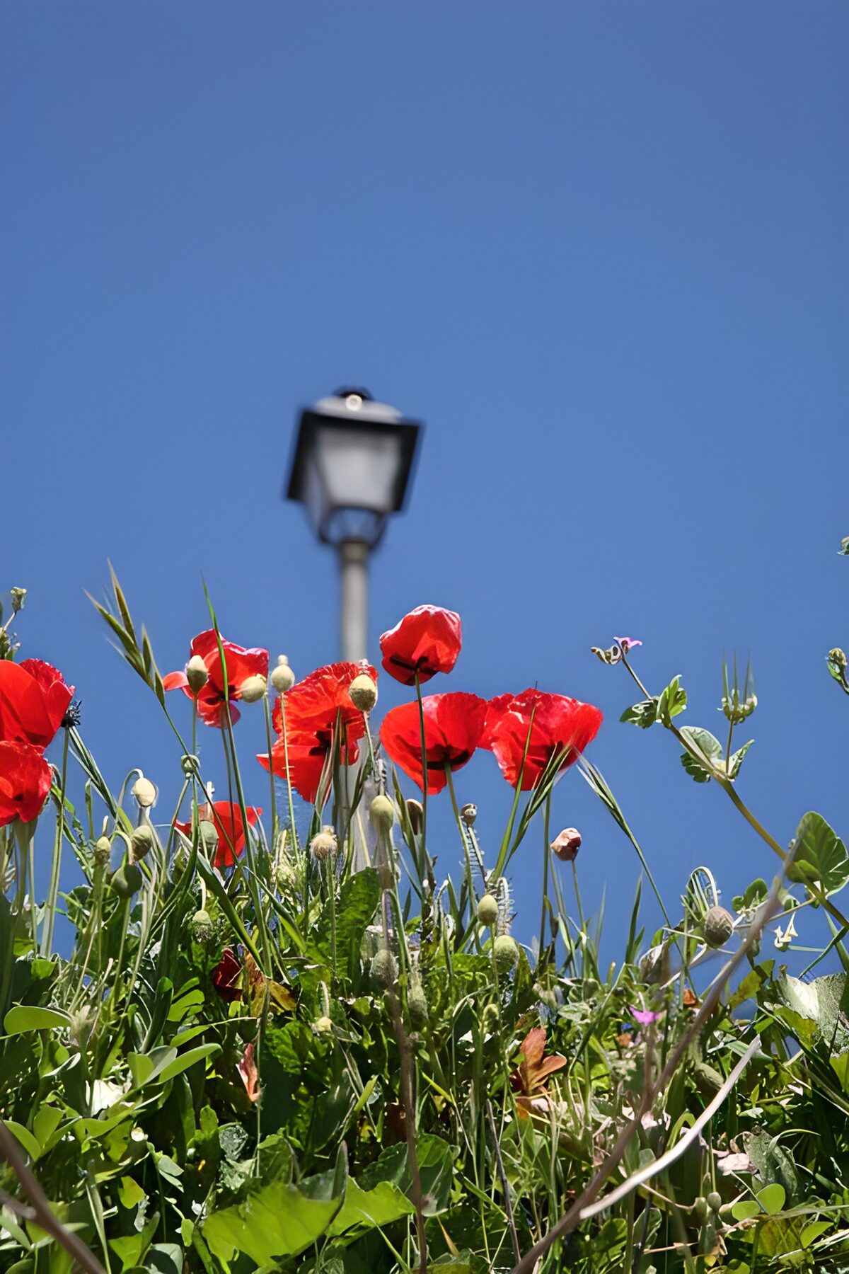 Red poppies beneath a wide blue sky